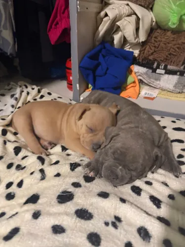 Filhote de american bully 