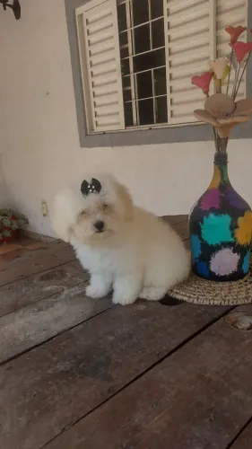 Lindos Poodle toy machos e fêmeas legítimos,. CONFIRA