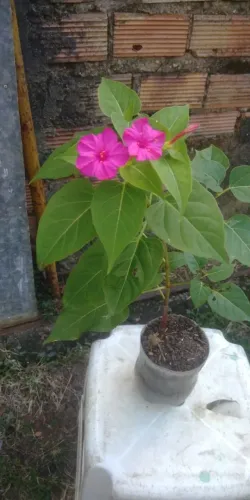 Maravilha