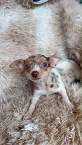 Pinscher machos exóticos merle raridade 