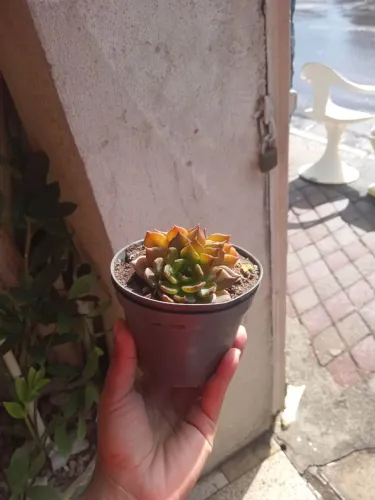 Echeveria Agavoides