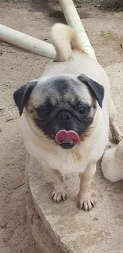 Cachorra