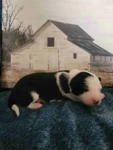 Filhotes de Border Collie | Uma companhia para transformar dias comuns em especiais!