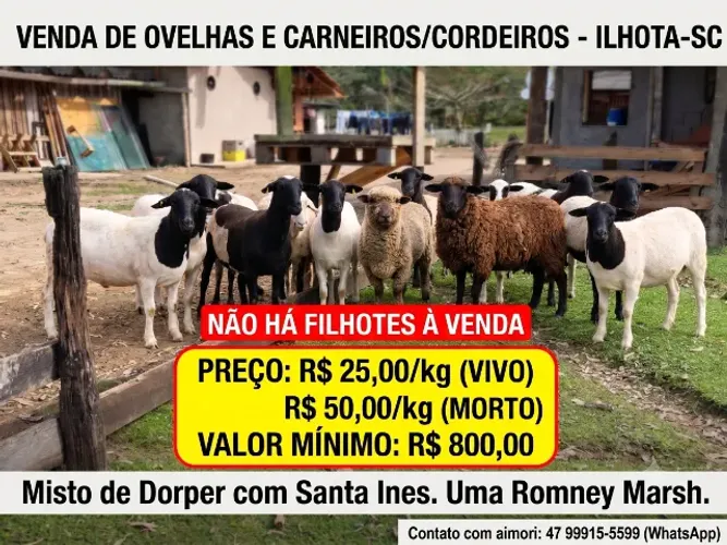 Venda de Ovelhas e Carneiros/Cordeiros em Ilhota-SC ?