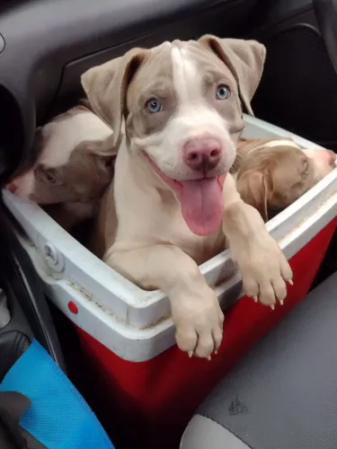 Vendo 3 filhotes de Pitbull. 1 macho e duas fêmeas.. todos tem pedigree de pai e mãe...