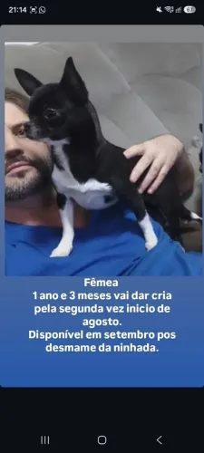 Chihuahua 1 ano e 3 meses