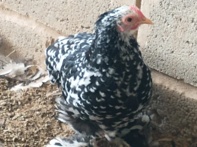 Lote de 120 galinha mini cochin