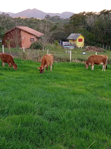 Vendo vacas 
