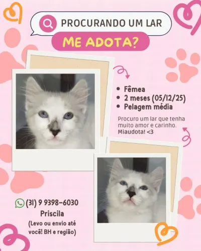 Doa-se gatos filhotes 