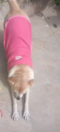 1: UNIDADE: Tam: EG Roupa Solf Dog"s