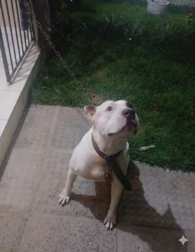 Pitbull dócil para adoção 