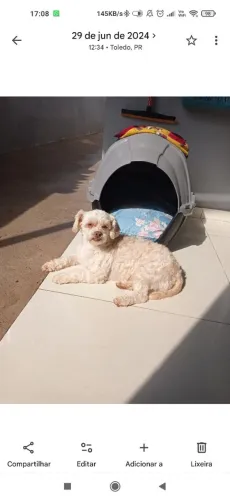 Casa Pet - PARA Cachorro 