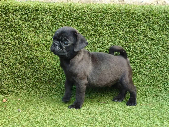 Pug macho preto