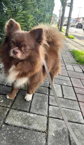 Chihuahua macho procura fêmea