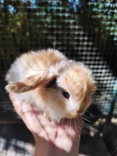 Filhotes de coelho mini loop