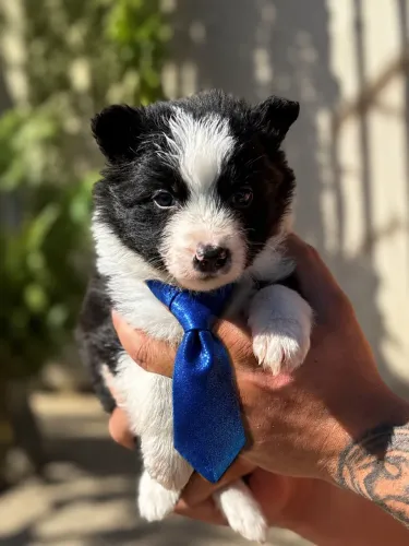 Super lindinho filhote de border collie machinho
