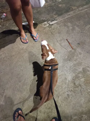Pitbull 