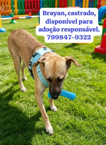 Animais machos, disponível para adoção responsável