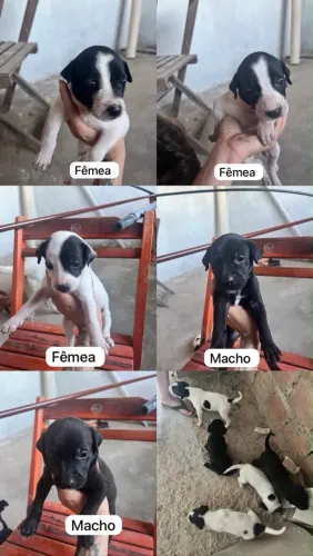 Filhotes para adoção 