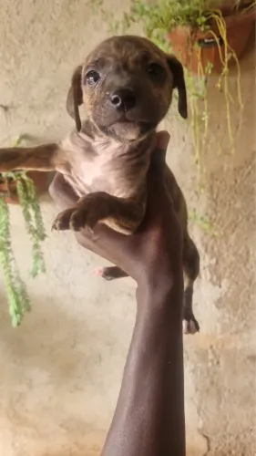 Doação de cachorrinhos 