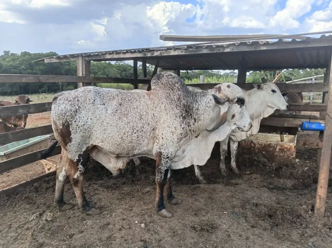 Boi gi para corte a venda!