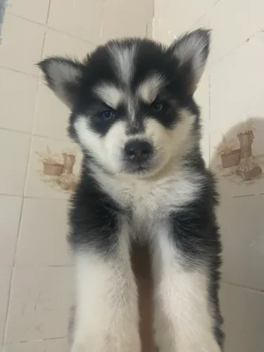 Husky siberiano macho
