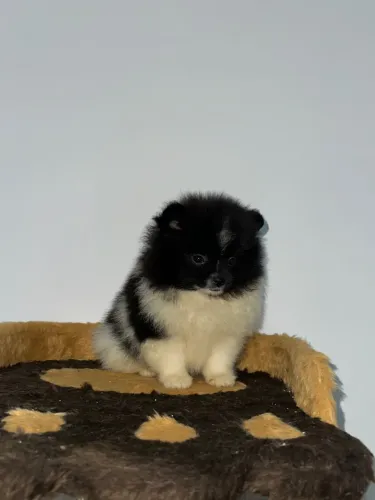 Spitz alemão anão 