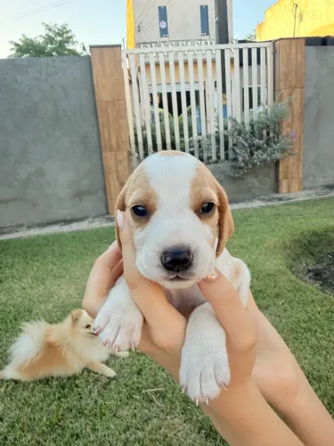 Beagle