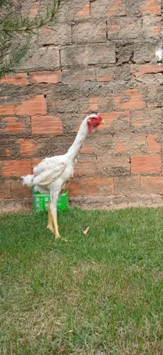Frango indio gigante no padrão 