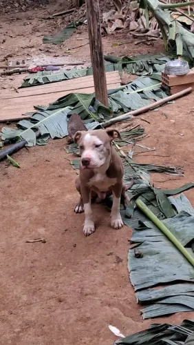 Pit Bull 