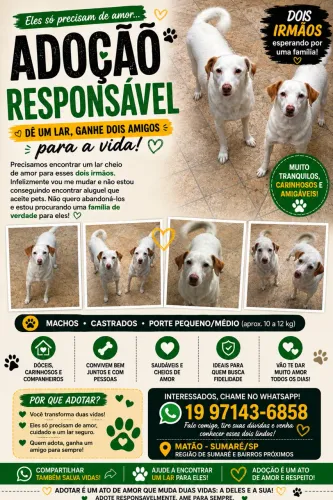 Adoção responsável
