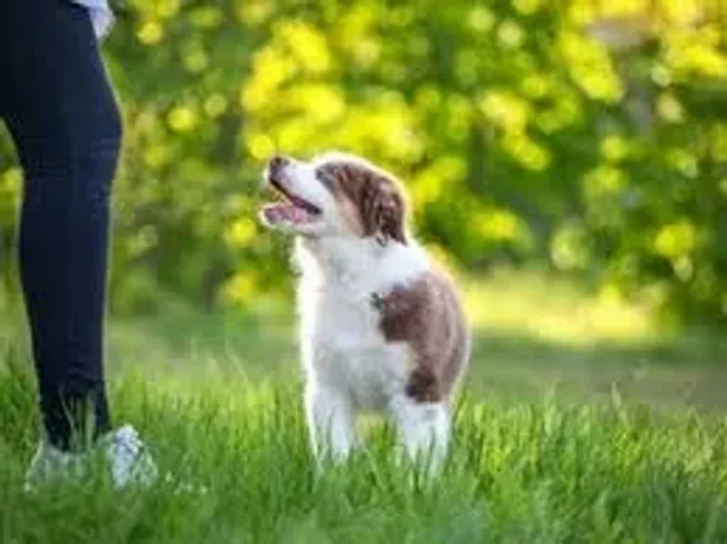 Border Collie ideal