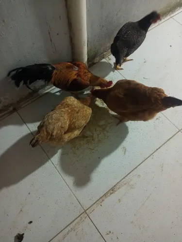 Galinhas de postura 