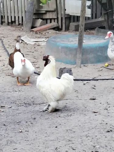 Galo e Galinha da raça Sedozo do Japão