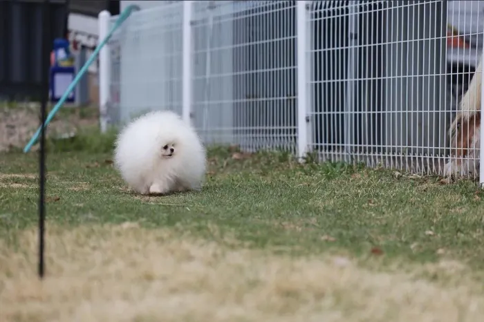 Lulu da Pomerânia micro anão ursinho de verdade!