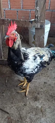 GALINHA  SERTANEJA BALÃO 