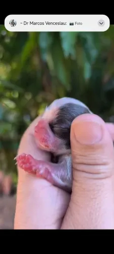 Fêmea de shih Tzu 