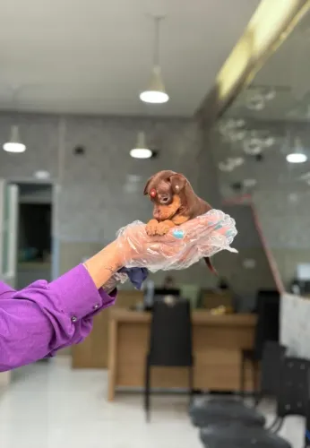 Pinscher fêmea chocolate- alto nível em criação: filhotes com pedigree garantido