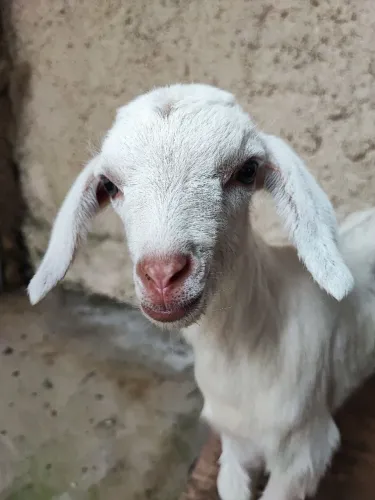 Cabritinho lindo para estimação