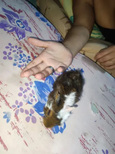Porquinho da Índia