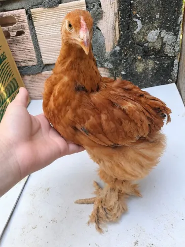 Frango brahma