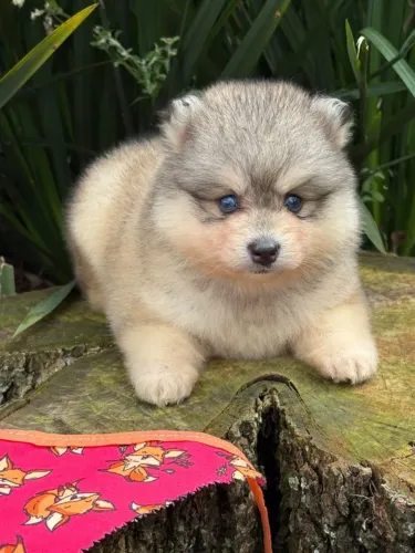 Mini husky