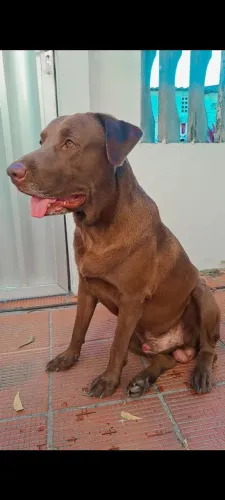 LABRADOR PARA CRUZA