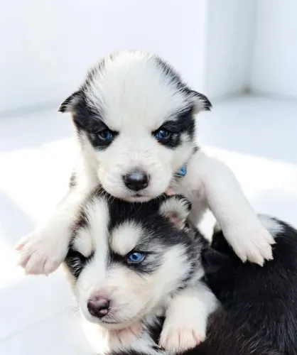 Husck siberiano 