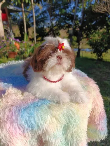 Shihtzu fêmea, branca com chocolate olhos claros excelente pra matriz ! Pronta entrega