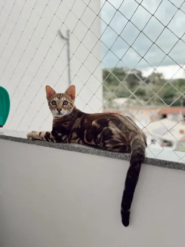 Gato Bengal Marbled