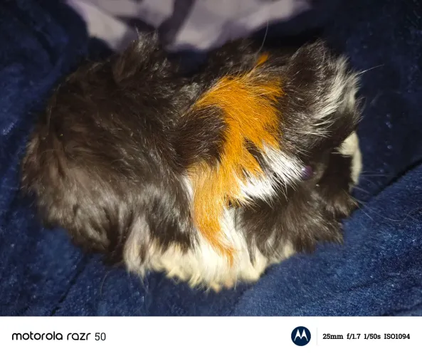 Vendo porquinho da índia peruano filhote 1,5 mês de vida