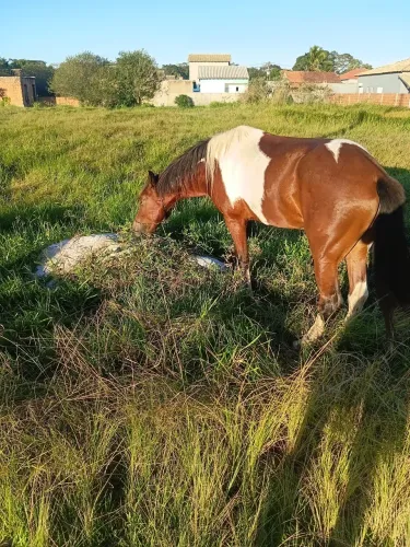 Cavalo bom pampa macha batida 