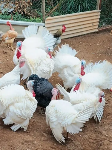 Peru Macho
