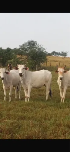 Novilhas